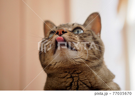 ペロリと舌を出すかわいい猫 ペロリと舌を出すかわいい猫 77035670