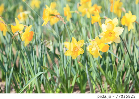 ラッパスイセンの花 ラッパスイセンの花 77035925