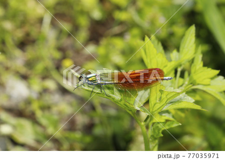 アサヒナカワトンボ 77035971