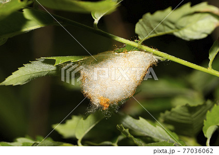 ゲホウグモの卵のう 77036062