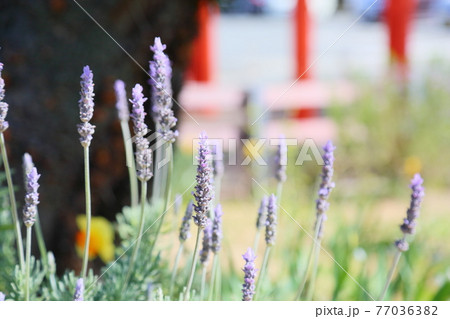 ラベンダーの花 77036382