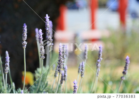 ラベンダーの花 77036383