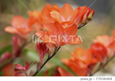 天に向かって咲くオレンジ色のトリトニアの花 天に向かって咲くオレンジ色のトリトニアの花 77036468