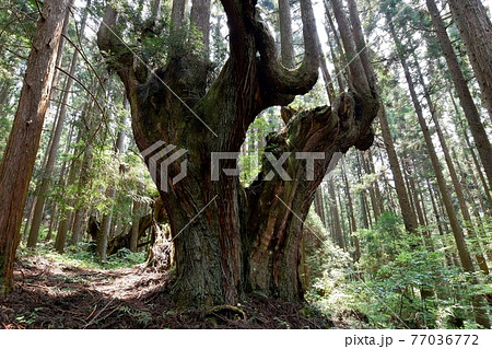 関市板取の株杉 関市板取の株杉 77036772