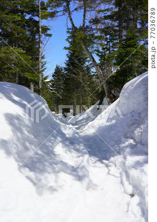 春の千石園地の雪の回廊 春の千石園地の雪の回廊 77036789