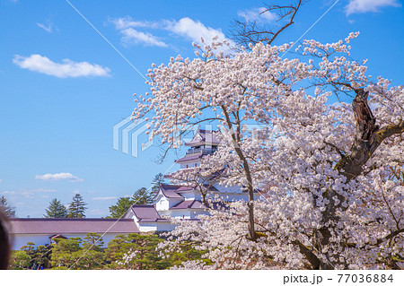 福島県　春の鶴ヶ城 77036884