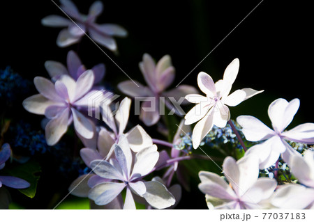 薄紫色のアジサイ 77037183
