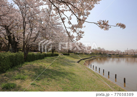 春の茨城県、つくば大池の景色 春の茨城県、つくば大池の景色 77038389