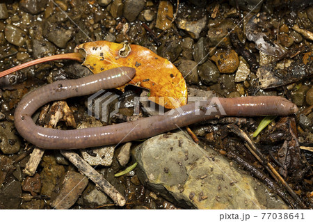 ミミズ 77038641