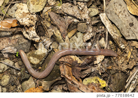 ミミズ 77038642