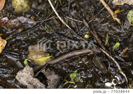 ミミズ 77038644