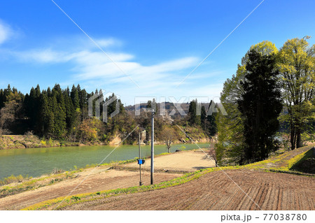 山形県　最上川岸辺の春 77038780