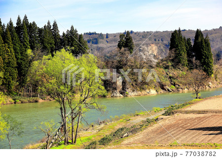 山形県 最上川岸辺の春 山形県 最上川岸辺の春 77038782