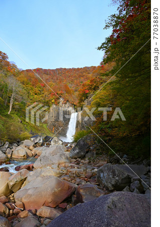 苗名滝 絶景の紅葉 関川 観瀑台からの風景 妙高市の写真素材