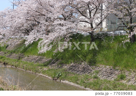 奈良市佐保川の桜並木 77039083