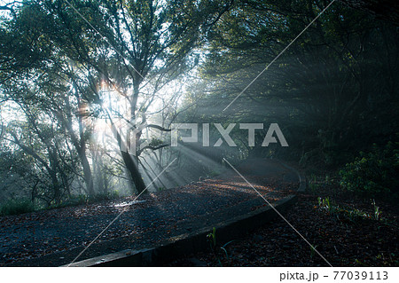 雨上がりの木漏れ日 77039113