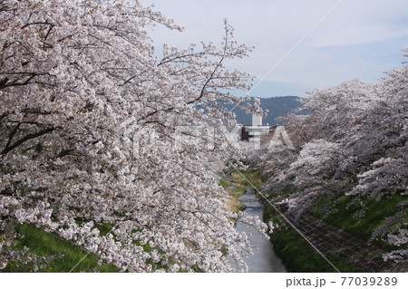 奈良市佐保川の桜風景 奈良市佐保川の桜風景 77039289