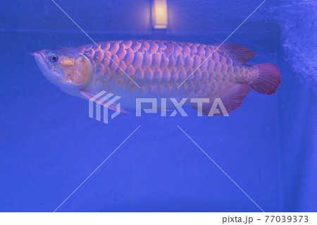 大分地獄めぐり、白池地獄の古代魚。 77039373