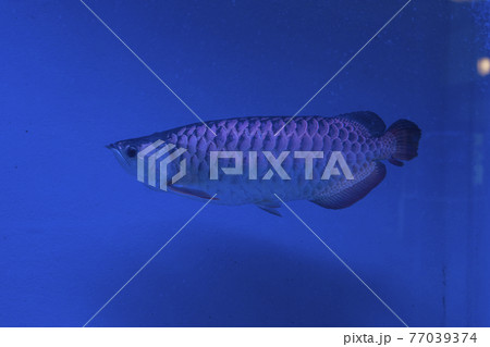 大分地獄めぐり、白池地獄の古代魚。 77039374