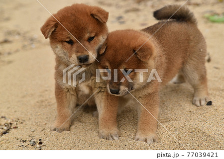 柴犬の子犬がじゃれ合う かわいい様子の写真素材