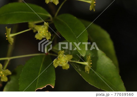 自然　植物　リュウキュウマユミ、花は初夏と言われていますが石垣島では四月頃に咲くようです 77039560