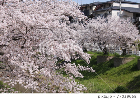 奈良市佐保川の桜風景 77039668
