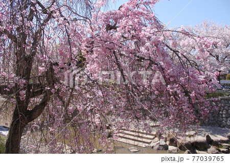 奈良市佐保川の桜風景 77039765