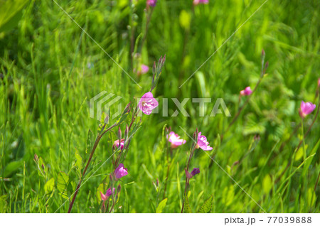 ユウゲショウ 77039888