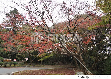 山口県 防府市 毛利氏庭園 路傍庭園の紅葉 山口県 防府市 毛利氏庭園 路傍庭園の紅葉 77039907