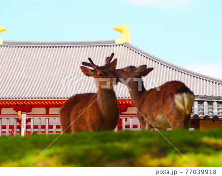 仲睦まじい奈良の鹿 77039918