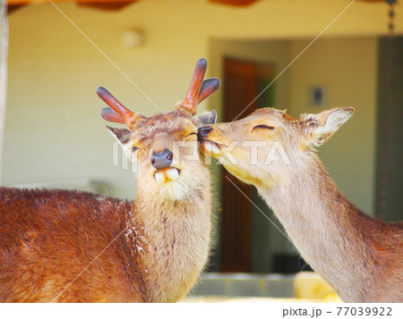 仲睦まじい奈良の鹿 仲睦まじい奈良の鹿 77039922