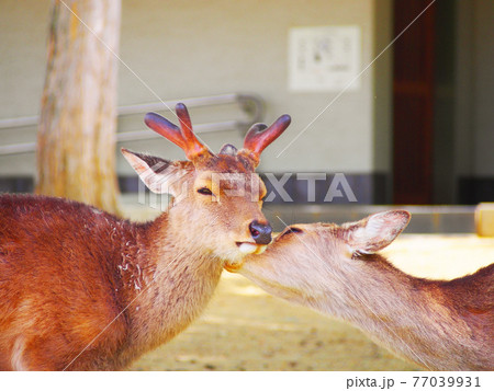 仲睦まじい奈良の鹿 77039931