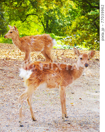奈良の鹿 新緑の季節 奈良の鹿 新緑の季節 77039962