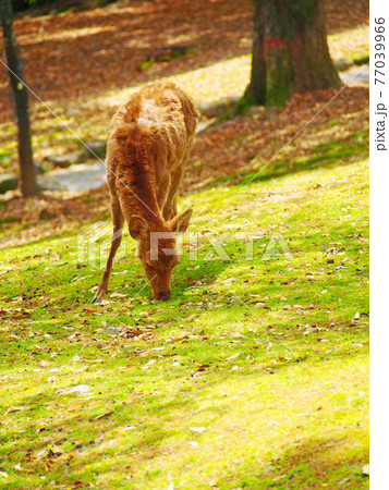 奈良の鹿　新緑の季節 77039966