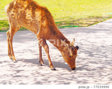 奈良の鹿　新緑の季節 77039990