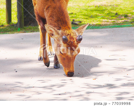 奈良の鹿 新緑の季節 奈良の鹿 新緑の季節 77039998