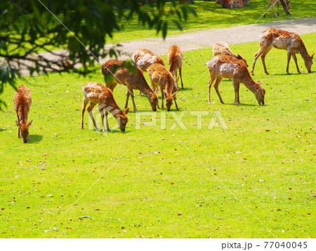 群る奈良の鹿　新緑の季節 77040045