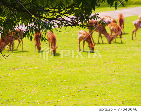 群る奈良の鹿　新緑の季節 77040046