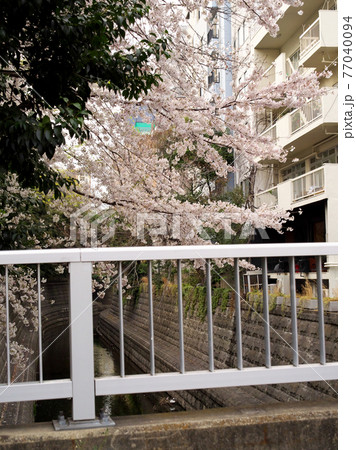 狸橋と桜 77040094