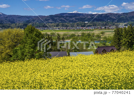 信州 長野県飯山市菜の花公園の菜の花と妙高山の写真素材