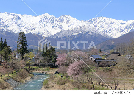 白馬の春　桜咲く大出公園と北アルプス 77040373