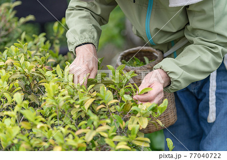 かごを持って茶摘みするシニア女性 77040722