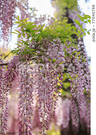 藤の花 藤の花 77040766