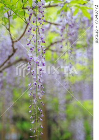 藤の花 藤の花 77040772