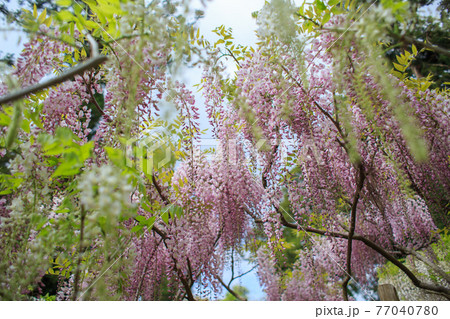 藤の花 77040780
