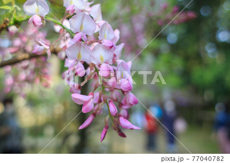 藤の花 藤の花 77040782