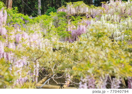 藤の花 藤の花 77040794