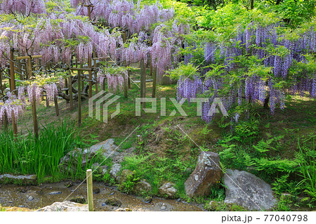 藤の花 77040798