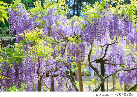 藤の花 藤の花 77040806