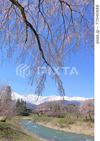 白馬の春　桜咲く大出公園と北アルプス 77040888